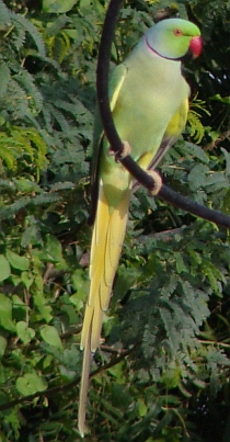 Parakeet near Jodhpur