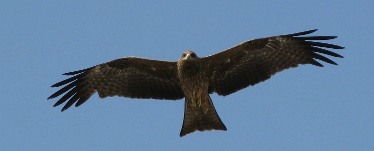 Eagle above Udaipur