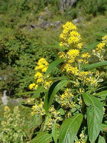 Hundreds of flower species along the Annapurna Trail