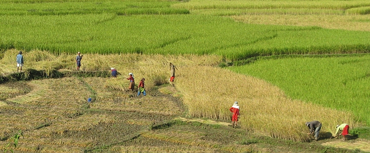 People working on the land between Pokhara and Damauli