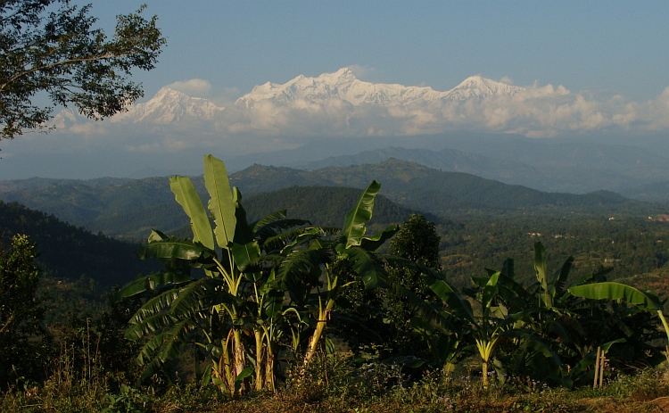 Bananenbomen en de Himalaya. Himal Chuli in het midden en links de Manaslu