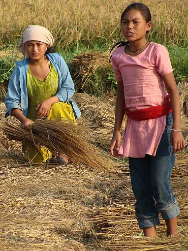 Vrouwen op het land in Chitwan