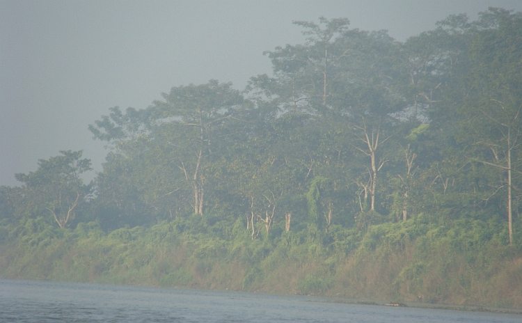 Jungle langs de Rapti rivrer in Chitwan