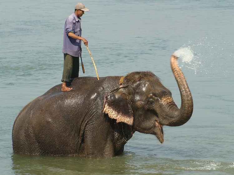 Badende olifant in Chitwan