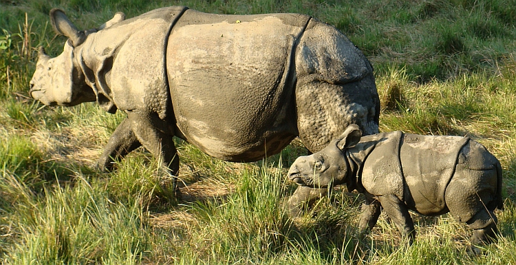 Rhinos, Chitwan
