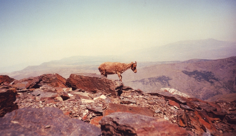 Old capricorn, view from the top of the Mulhacén